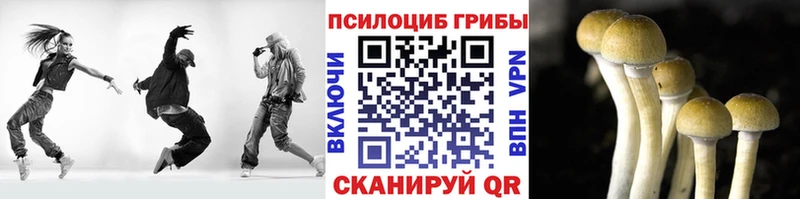 купить   Каспийск  Псилоцибиновые грибы мицелий 